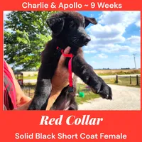 AKC Black SH - CA Red, a female German Shepherd Dog for sale in Princeville, IL – Photo 4 of 7