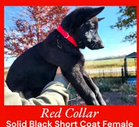 AKC Black SH - CA Red, a female German Shepherd Dog for sale in Princeville, IL – Photo 2 of 7