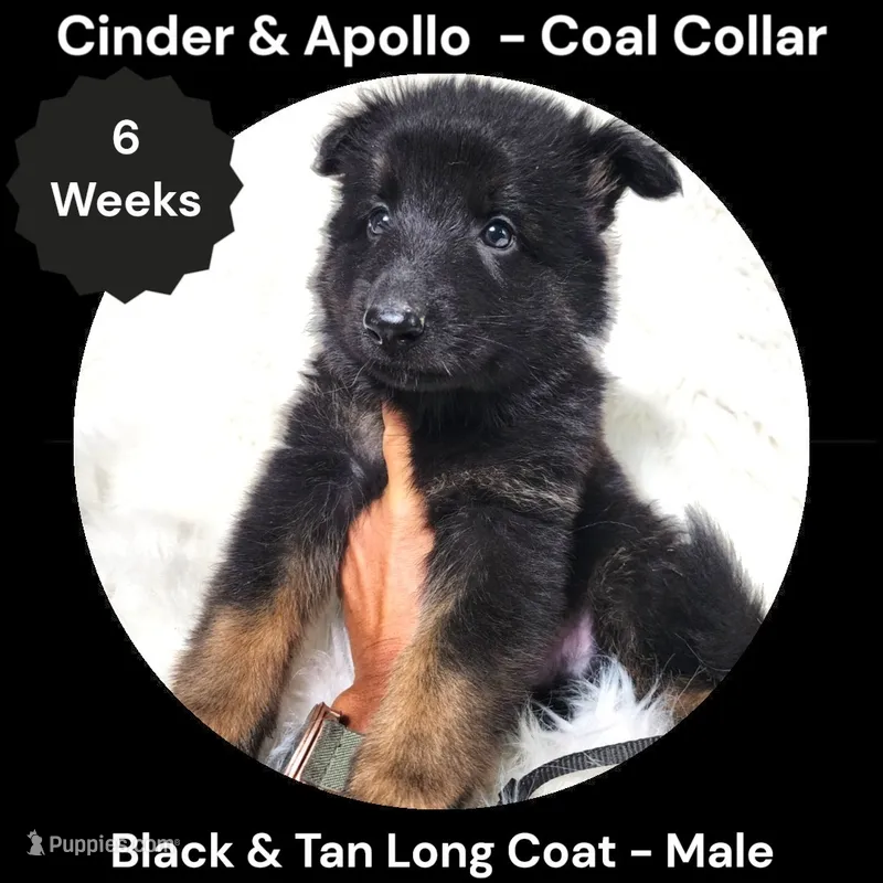 AKC Black & Tan Long Coat - CA Coal – German Shepherd Dog puppy for sale in Princeville, IL