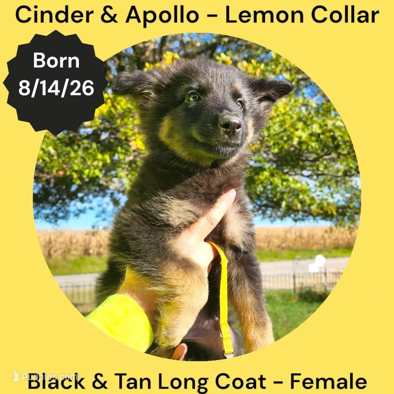 AKC Black & Tan Long Coat - CA Lemon – German Shepherd Dog puppy for sale in Princeville, IL