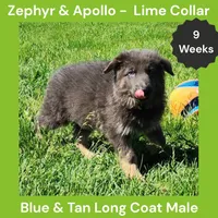 AKC Blue & Tan LH - ZA Lime, a male German Shepherd Dog for sale in Princeville, IL – 3 of 8