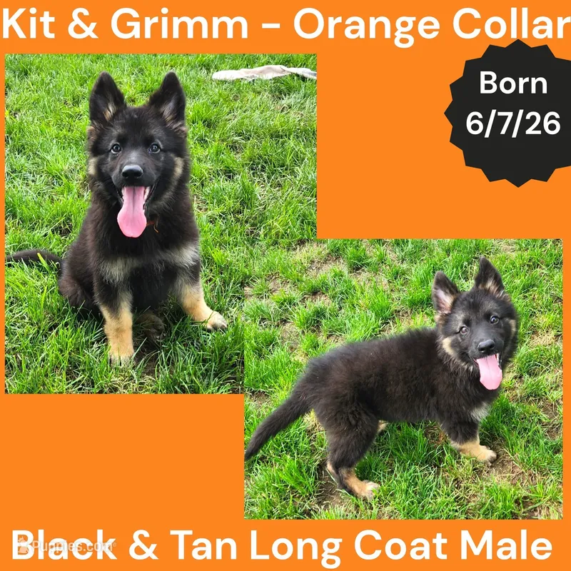 AKC Black & Tan Long Coat - KG Orange  – German Shepherd Dog puppy for sale in Princeville, IL