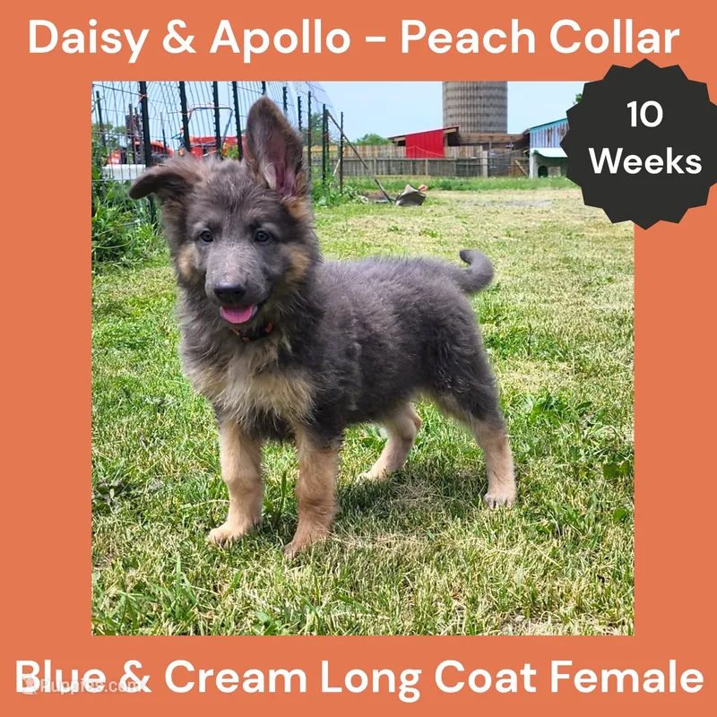 AKC Blue&Cream LH - DA Peach – German Shepherd Dog puppy for sale in Princeville, IL