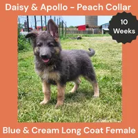 AKC Blue&Cream LH - DA Peach, a female German Shepherd Dog for sale in Princeville, IL – 1 of 10