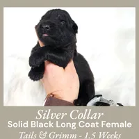 AKC Black LH - TG SIlver, a female German Shepherd Dog for sale in Princeville, IL – Photo 6 of 7