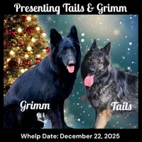 AKC Black LH - TG SIlver, a female German Shepherd Dog for sale in Princeville, IL – Photo 7 of 7