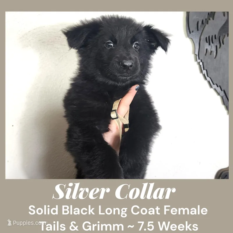 AKC Black LH - TG SIlver