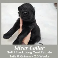 AKC Black LH - TG SIlver, a female German Shepherd Dog for sale in Princeville, IL – Photo 5 of 7