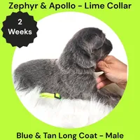 AKC Blue & Tan Long Coat - ZA Lime, a male German Shepherd Dog for sale in Princeville, IL – 2 of 3