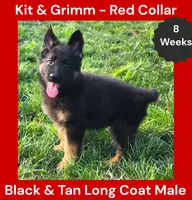 AKC Black & Tan Long Coat - KG Red, a male German Shepherd Dog for sale in Princeville, IL – 2 of 9