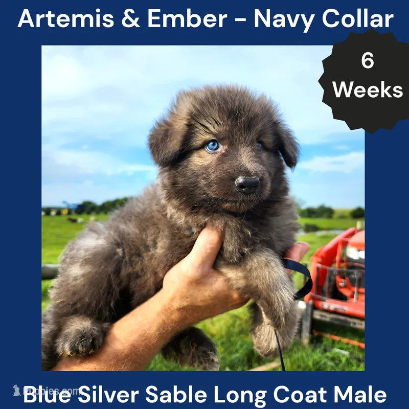 AKC Blue Silver Sable Long Coat - AE Navy – German Shepherd Dog puppy for sale in Princeville, IL