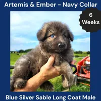 AKC Blue Silver Sable Long Coat - AE Navy, a male German Shepherd Dog for sale in Princeville, IL – 1 of 4