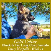 AKC Black/Tan LC - DA Gold, a female German Shepherd Dog for sale in Princeville, IL – Photo 4 of 8