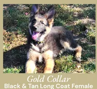 AKC Black/Tan LC - DA Gold, a female German Shepherd Dog for sale in Princeville, IL – Photo 1 of 8