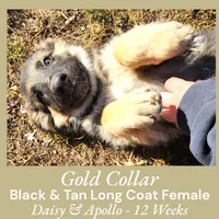 AKC Black/Tan LC - DA Gold, a female German Shepherd Dog for sale in Princeville, IL – Photo 3 of 8