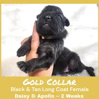 AKC Black/Tan LC - DA Gold, a female German Shepherd Dog for sale in Princeville, IL – Photo 6 of 8