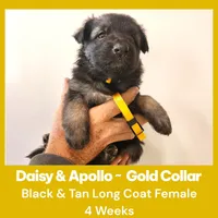 AKC Black/Tan LC - DA Gold, a female German Shepherd Dog for sale in Princeville, IL – Photo 5 of 8