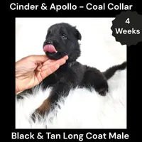 AKC Black & Tan Long Coat - CA Coal, a male German Shepherd Dog for sale in Princeville, IL – 2 of 3