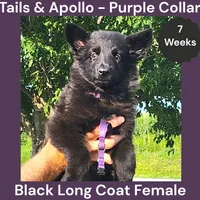 AKC Black Long Coat - TA Purple, a female German Shepherd Dog for sale in Princeville, IL – 2 of 8