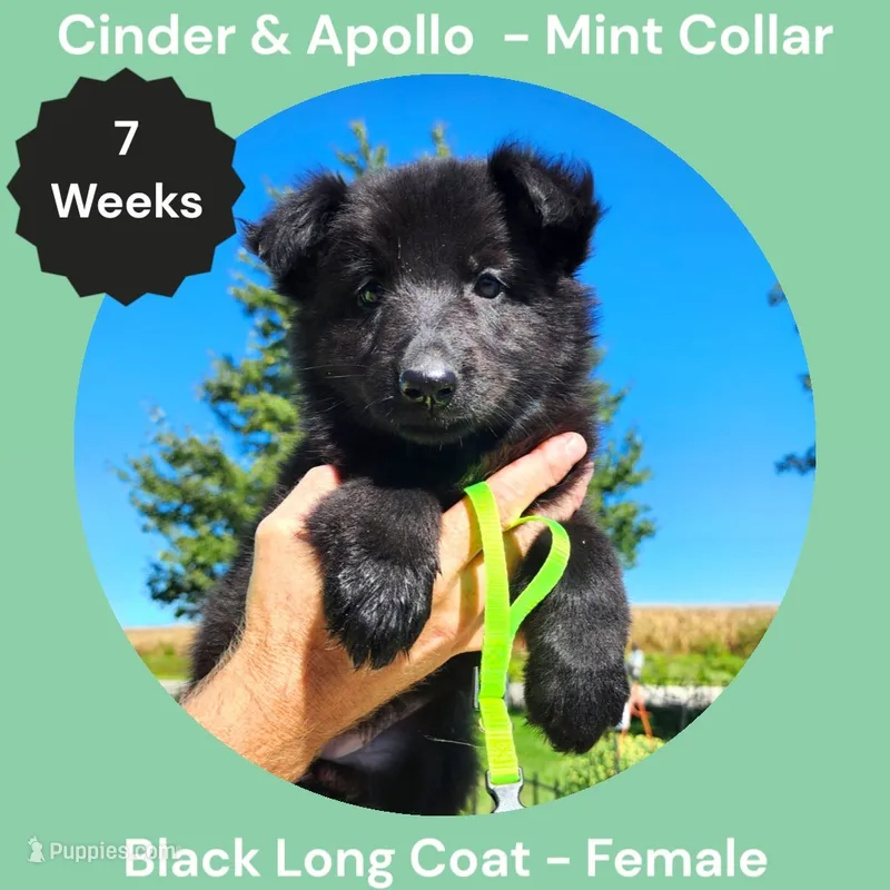 AKC Black Long Coat - CA Mint – German Shepherd Dog puppy for sale in Princeville, IL