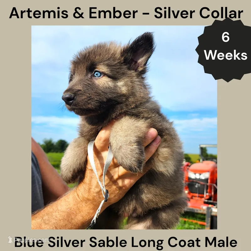 AKC Blue Silver Sable Long Coat - AE Silver – German Shepherd Dog puppy for sale in Princeville, IL