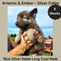 AKC Blue Silver Sable Long Coat - AE Silver, a male German Shepherd Dog for sale in Princeville, IL – 1 of 5