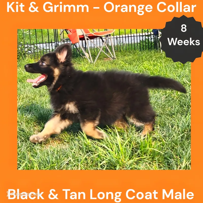 AKC Black & Tan Long Coat - KG Orange – German Shepherd Dog puppy for sale in Princeville, IL