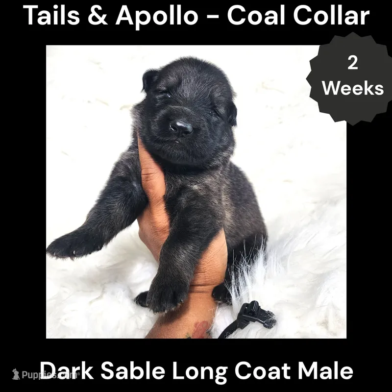 AKC Dark Sable Long Coat - TA Coal – German Shepherd Dog puppy for sale in Princeville, IL