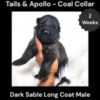AKC Dark Sable Long Coat - TA Coal, a male German Shepherd Dog for sale in Princeville, IL – 1 of 3