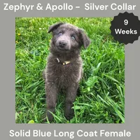 AKC Blue LH - ZA Silver , a female German Shepherd Dog for sale in Princeville, IL – 3 of 10