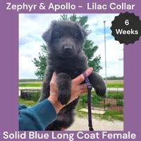 AKC Blue LH - ZA Lilac , a female German Shepherd Dog for sale in Princeville, IL – 5 of 8