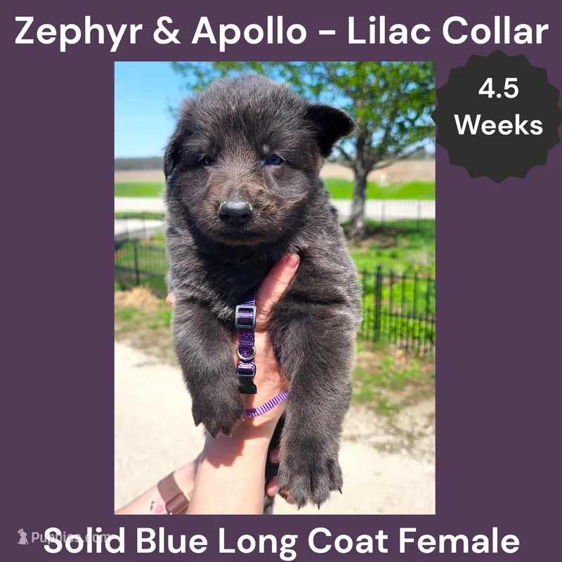 AKC Blue LH - ZA Lilac  – German Shepherd Dog puppy for sale in Princeville, IL