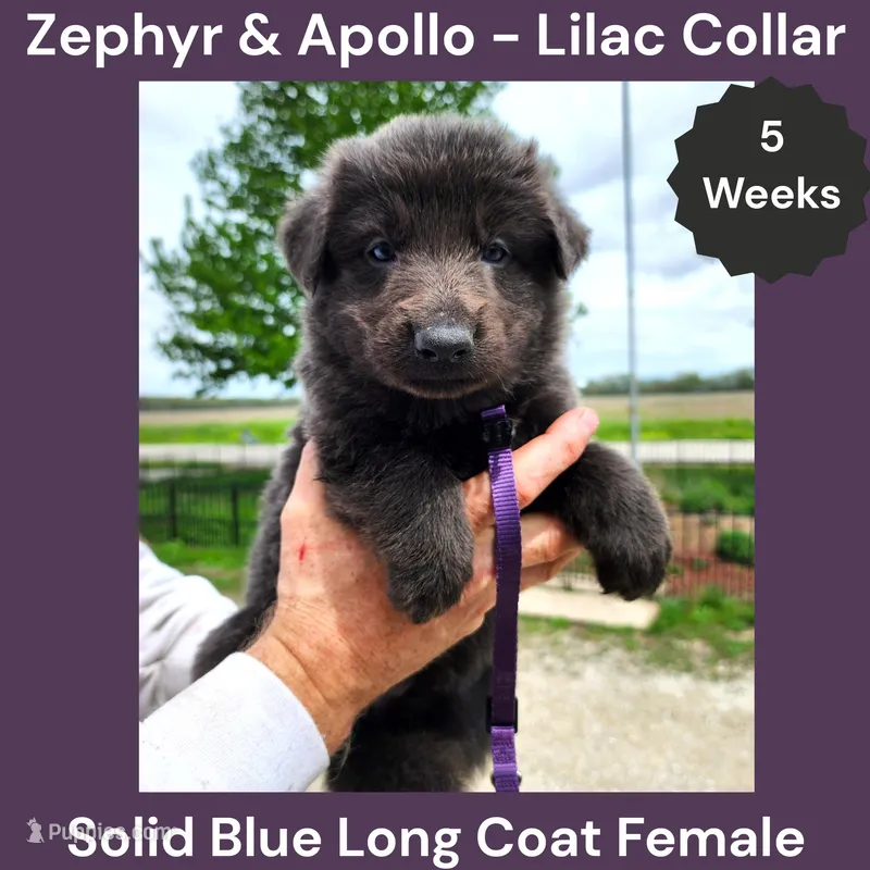 AKC Blue LH - ZA Lilac  – German Shepherd Dog puppy for sale in Princeville, IL