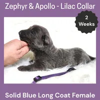 AKC Blue LH - ZA Lilac , a female German Shepherd Dog for sale in Princeville, IL – Photo 2 of 3