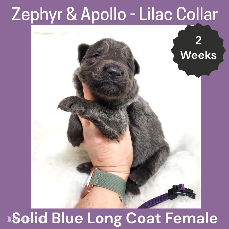 AKC Blue LH - ZA Lilac  – German Shepherd Dog puppy for sale in Princeville, IL