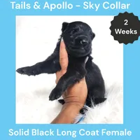 AKC Black Long Coat - TA Sky, a female German Shepherd Dog for sale in Princeville, IL – 1 of 3