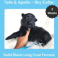 AKC Black Long Coat - TA Sky, a female German Shepherd Dog for sale in Princeville, IL – 2 of 3