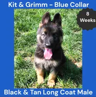 AKC Black & Tan Long Coat - KG Blue, a male German Shepherd Dog for sale in Princeville, IL – 3 of 8