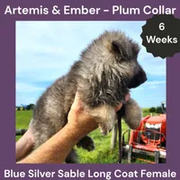 AKC Blue Silver Sable Long Coat - AE Plum, a female German Shepherd Dog for sale in Princeville, IL – 2 of 4