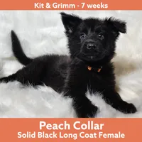 AKC Black LH - KG Peach, a female German Shepherd Dog for sale in Princeville, IL – Photo 2 of 8