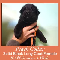 AKC Black LH - KG Peach, a female German Shepherd Dog for sale in Princeville, IL – Photo 5 of 8