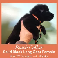AKC Black LH - KG Peach, a female German Shepherd Dog for sale in Princeville, IL – Photo 4 of 8