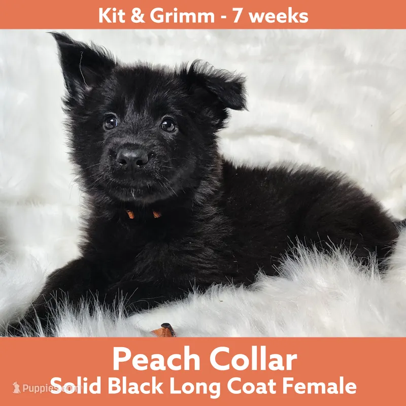 AKC Black LH - KG Peach