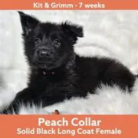 AKC Black LH - KG Peach, a female German Shepherd Dog for sale in Princeville, IL – Photo 1 of 8