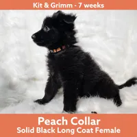 AKC Black LH - KG Peach, a female German Shepherd Dog for sale in Princeville, IL – Photo 3 of 8