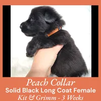 AKC Black LH - KG Peach, a female German Shepherd Dog for sale in Princeville, IL – Photo 8 of 8