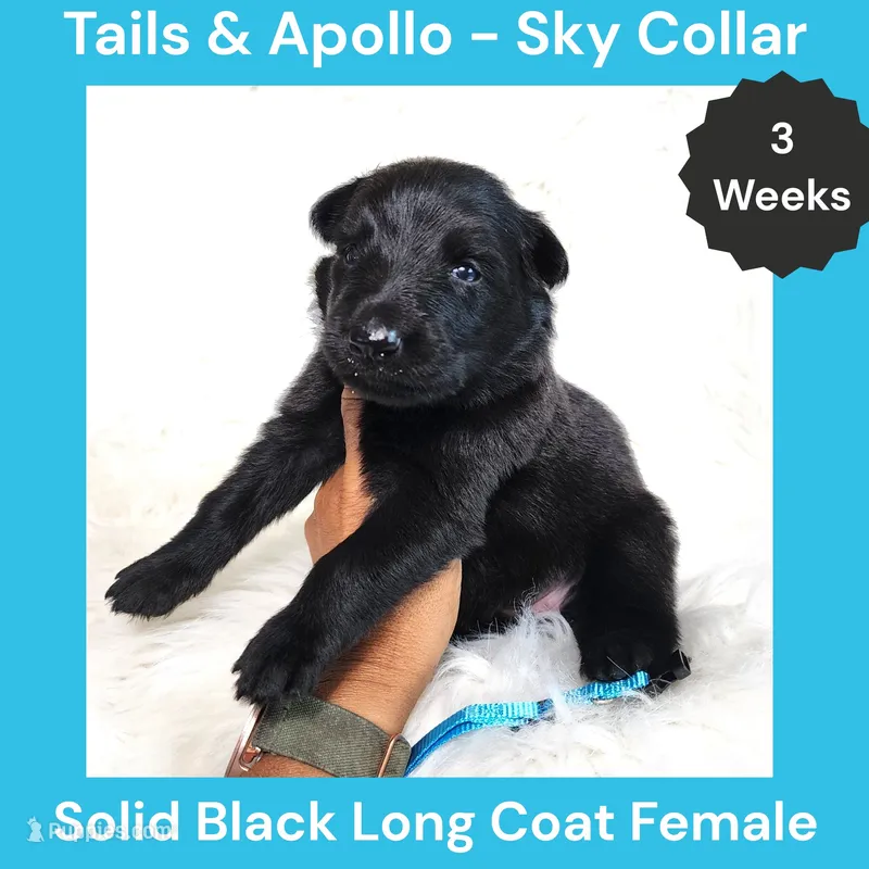 AKC Black Long Coat - TA Sky – German Shepherd Dog puppy for sale in Princeville, IL