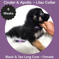 AKC Black & Tan Long Coat - CA Lilac, a female German Shepherd Dog for sale in Princeville, IL – 6 of 9