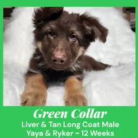 AKC Liver/tan LH - YR Green, a male German Shepherd Dog for sale in Princeville, IL – Photo 6 of 9