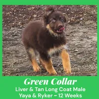 AKC Liver/tan LH - YR Green, a male German Shepherd Dog for sale in Princeville, IL – Photo 4 of 9
